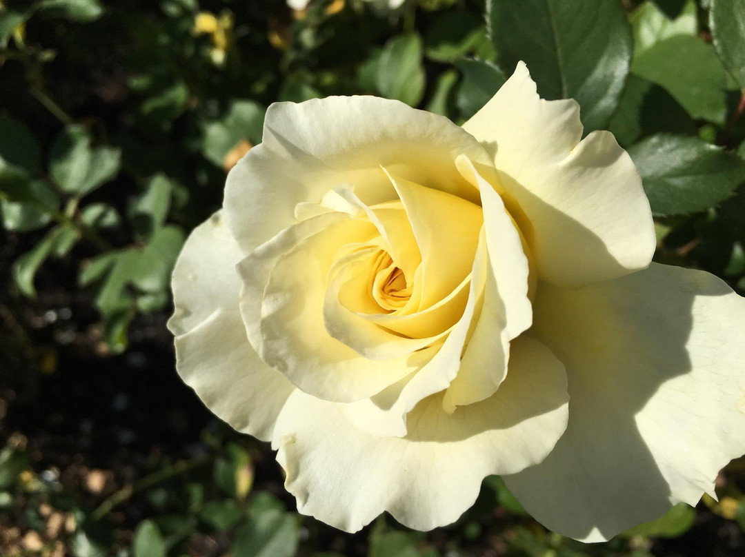 圣何塞市立玫瑰园-圣何塞必去景点