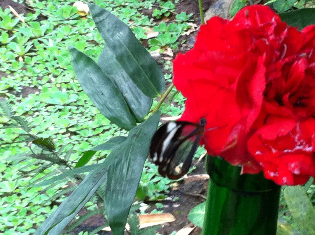 Haus der Schmetterlinge - Alaris Schmetterlingspark-Uslar必去景点