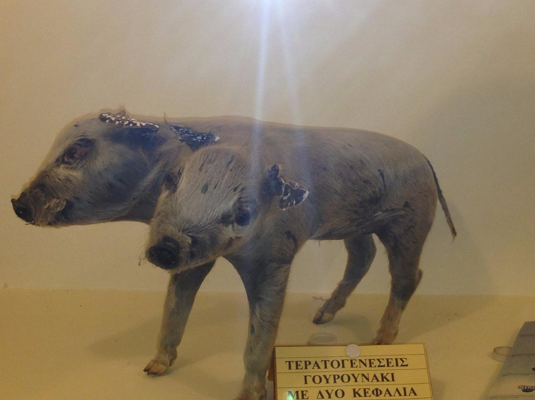 Museum of Natural History-Istiaia必去景点