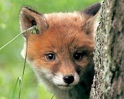 Martello酒店住宿-Appartamenti Residence Alpenrose