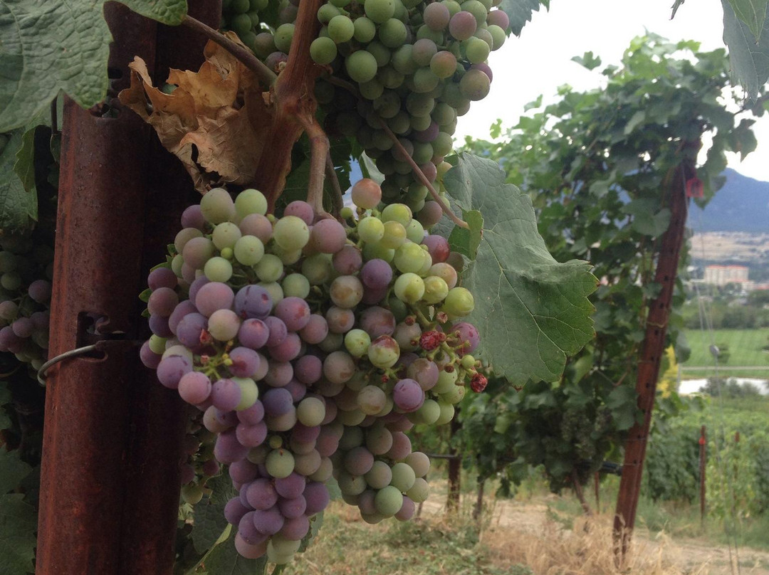 Poplar Grove Winery-彭蒂克顿必去景点