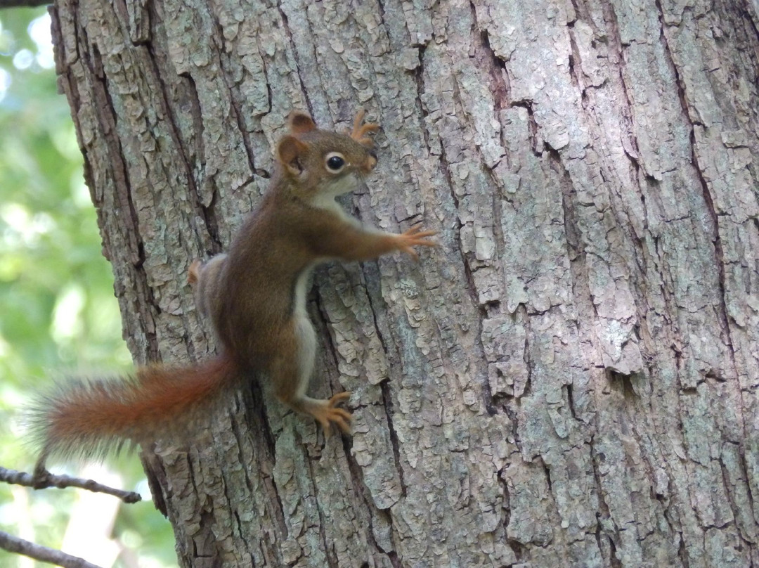 Mass Audubon North River Wildlife Sanctuary-Marshfield必去景点