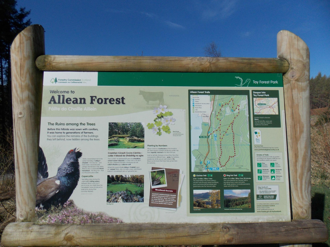 Allean Forest-皮特洛赫里必去景点