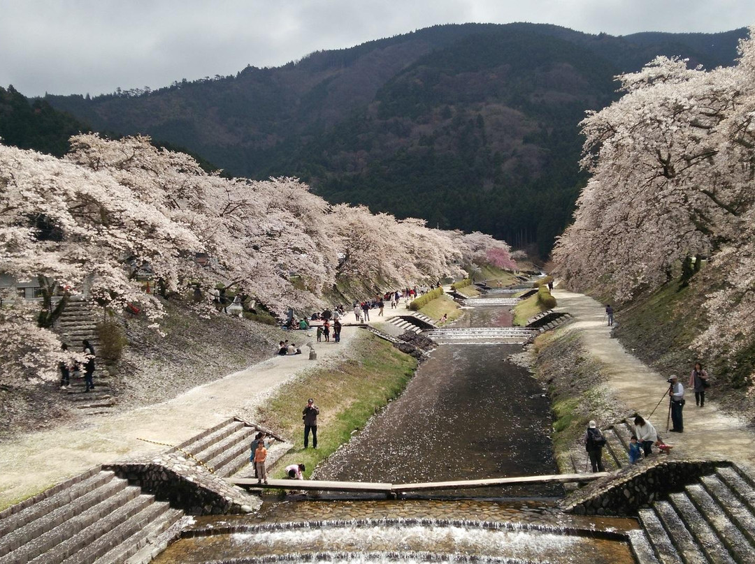 Ayukawa Sembon Sakura-甲贺市必去景点