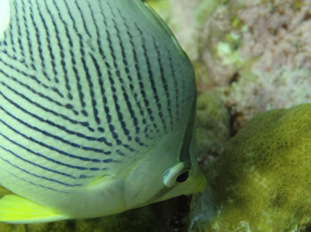 La Bulle Diving Center-居斯塔维亚必去景点