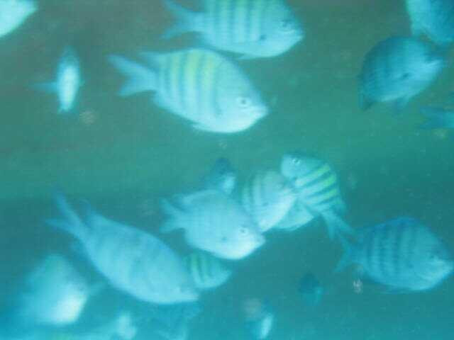 Ilha dos Macacos Beach景点图片