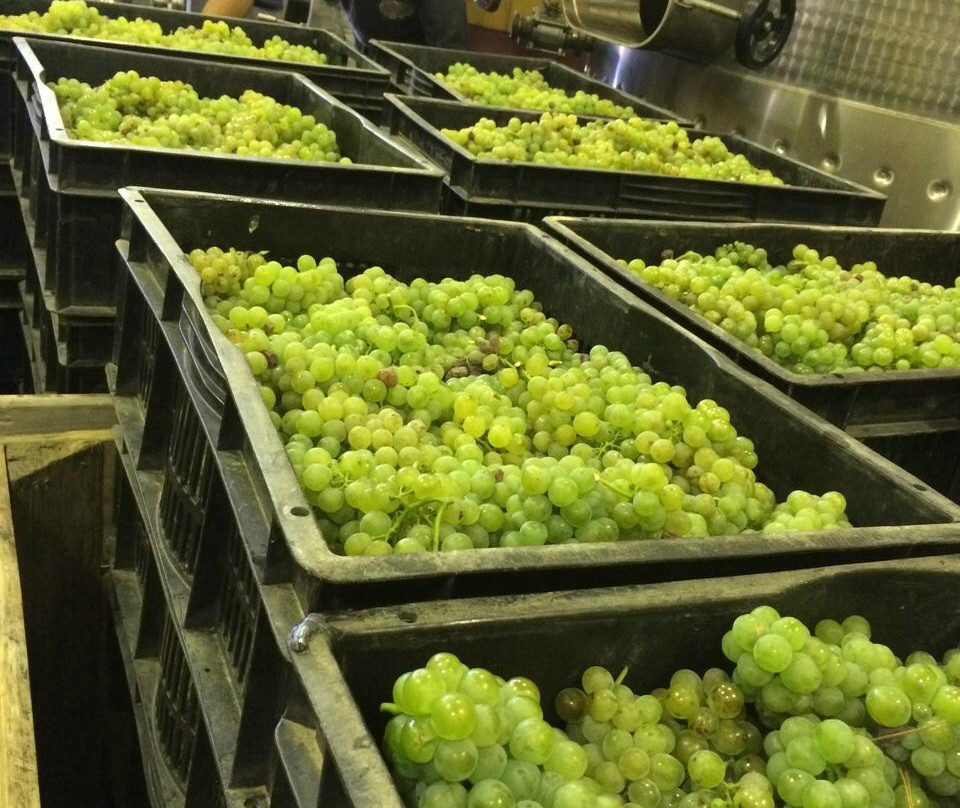 Marianne Wine Estate-斯泰伦博斯必去景点