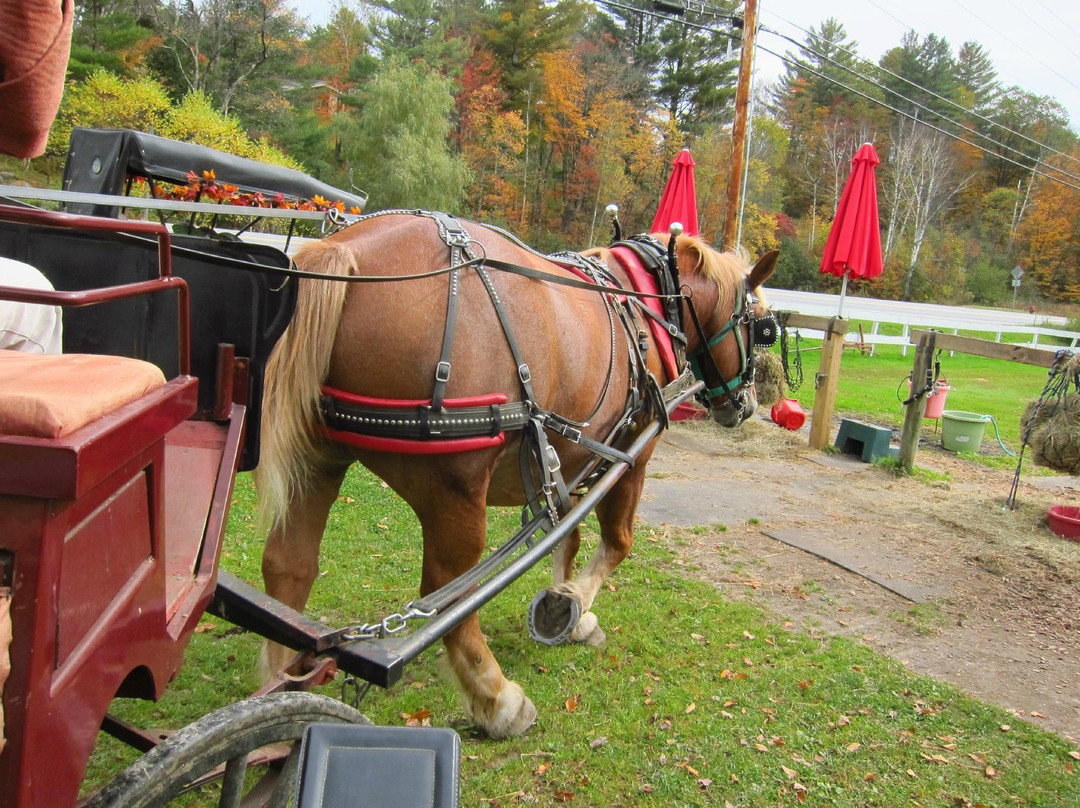 Gentle Giants Sleigh and Carriage Rides-斯托必去景点