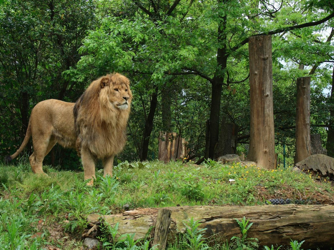 Giardino Zoologico Di Pistoia-皮斯托亚必去景点
