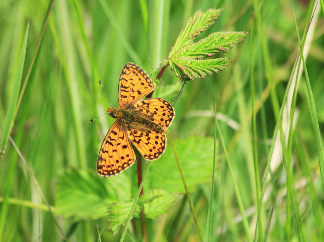 Glengorm Wildlife Project-Tobermory必去景点