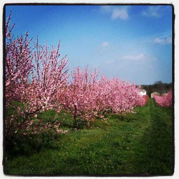 Kitchen's Orchard and Farm Market景点图片