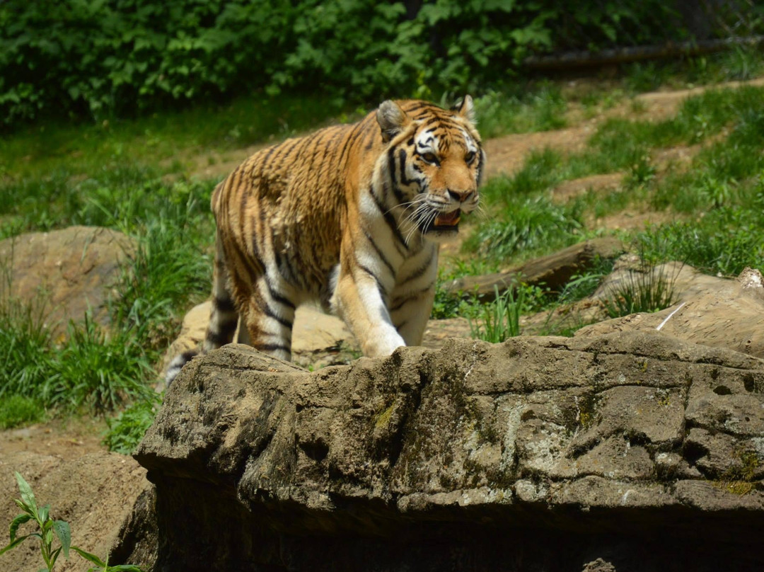 Pittsburgh Zoo & Aquarium景点图片
