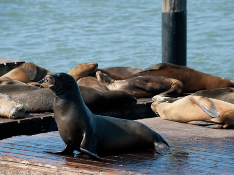 Sea Lion Center-旧金山必去景点