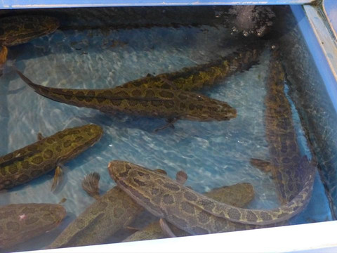 京东市场-首尔必去景点