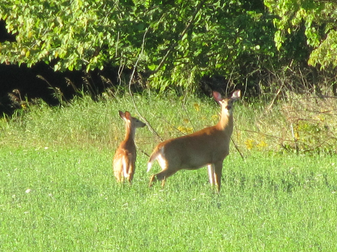 Sequel Inn Creemore主图