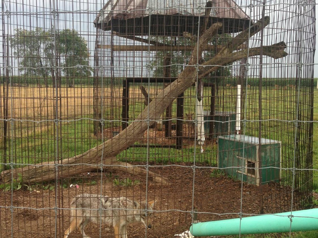Maple Lane Wildlife Farm景点图片