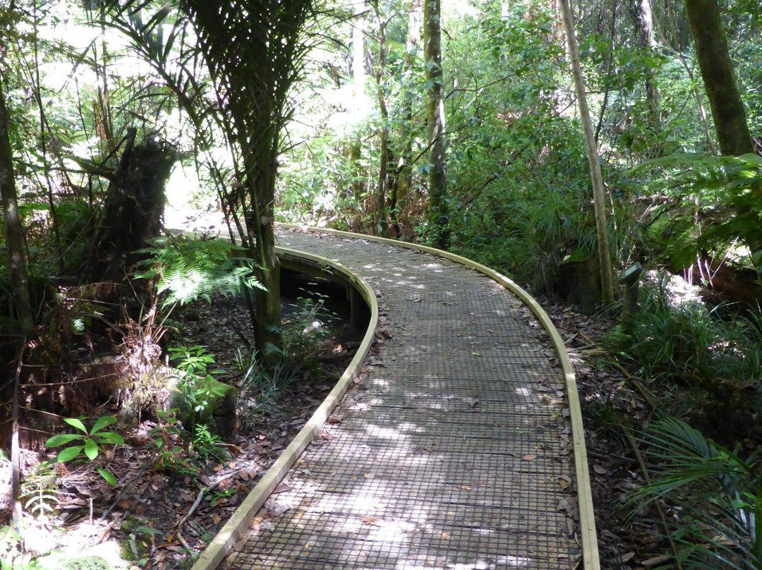 DOC Trounson Kauri Park
