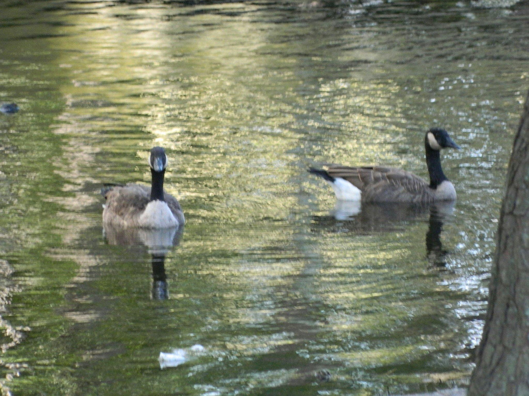 Portsmouth City Park-朴次茅斯必去景点