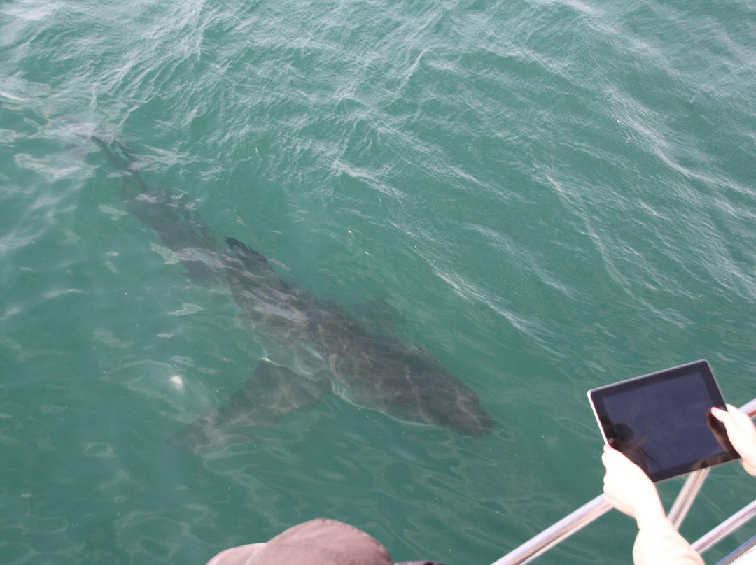 Great White Shark Tours-干斯拜必去景点