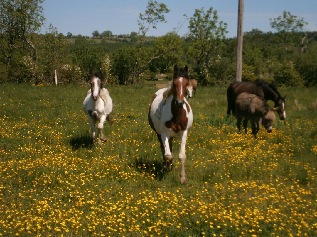 Markree RIding Stables-Collooney必去景点