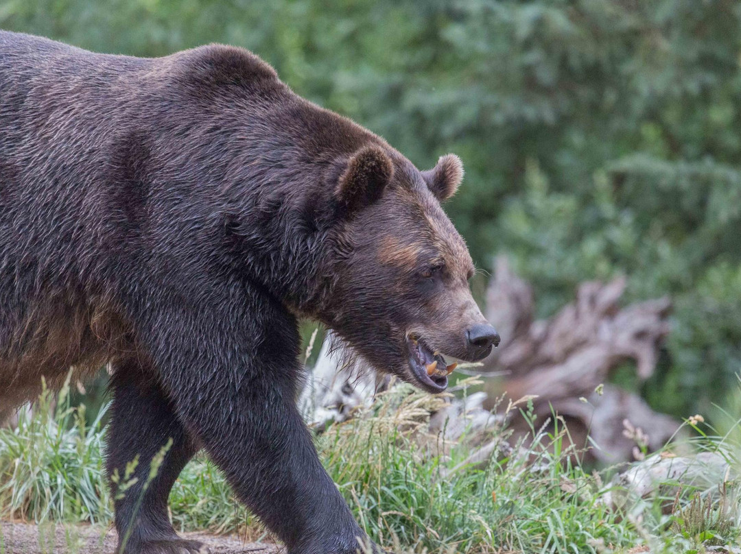 林地公园动物园-西雅图必去景点