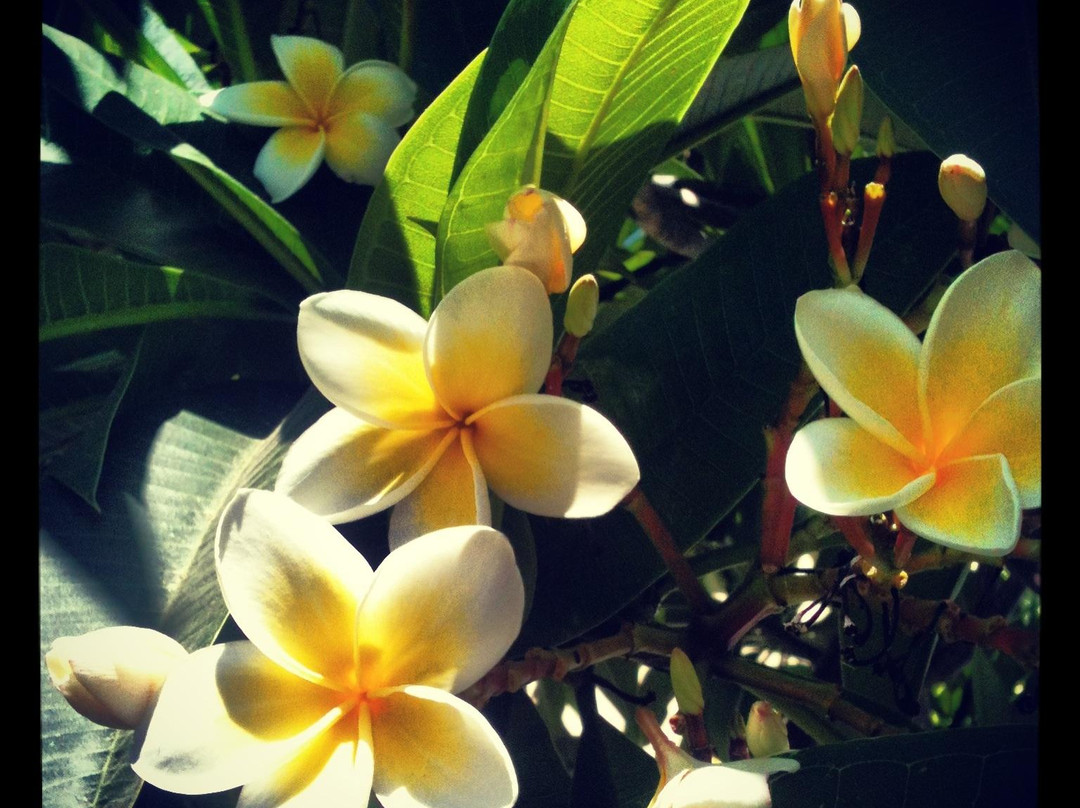 Coko Professional Beauty-诺瓦拉必去景点