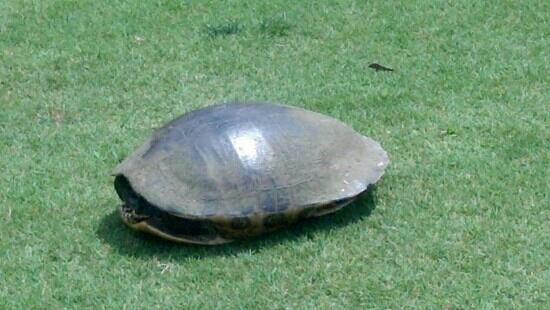 Soldiers Creek Golf Club-Elberta必去景点