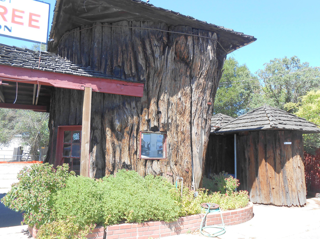 World's Largest Redwood Tree Service Station景点图片