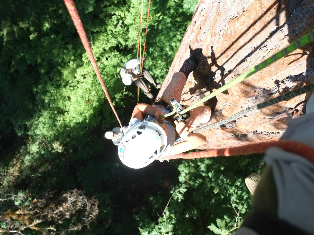 Pacific Tree Climbing Institute-Blue River必去景点