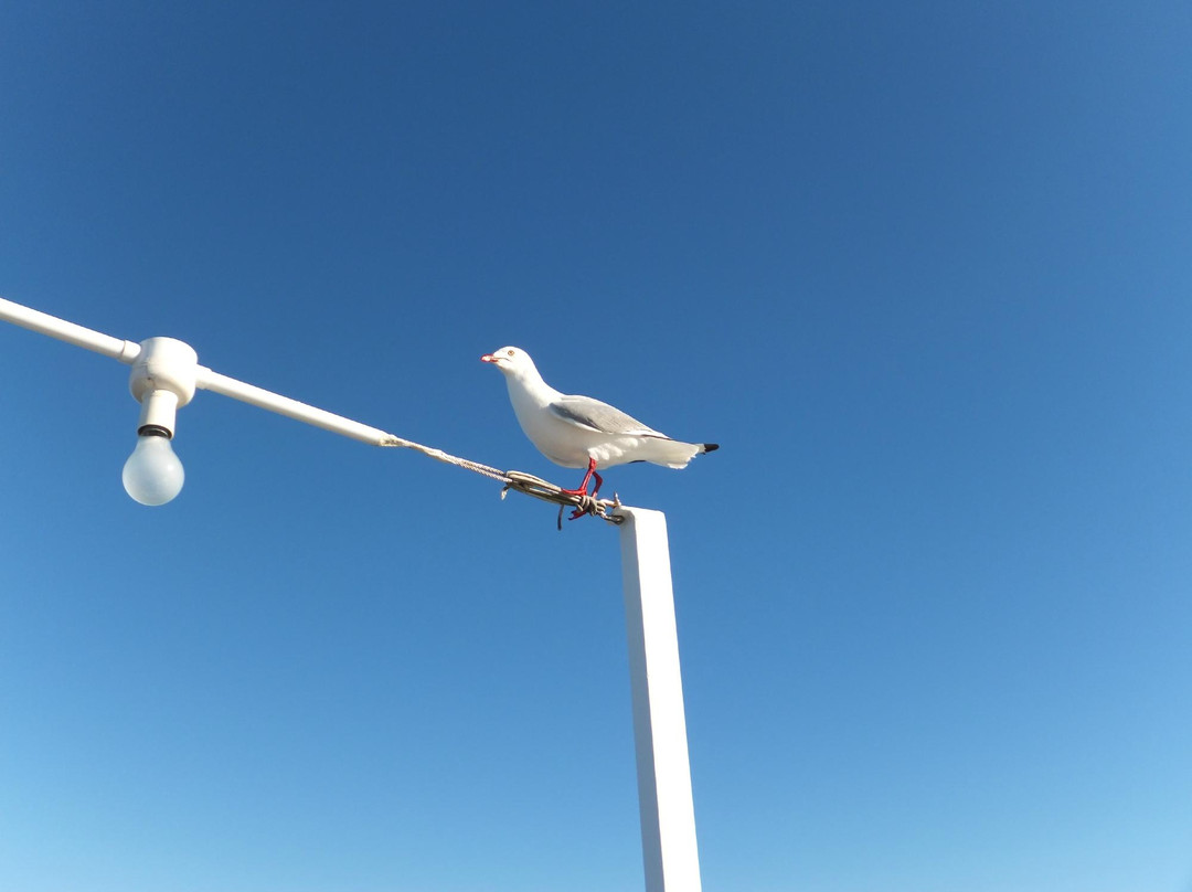 Port Stephens Parasailing-尼尔森湾必去景点