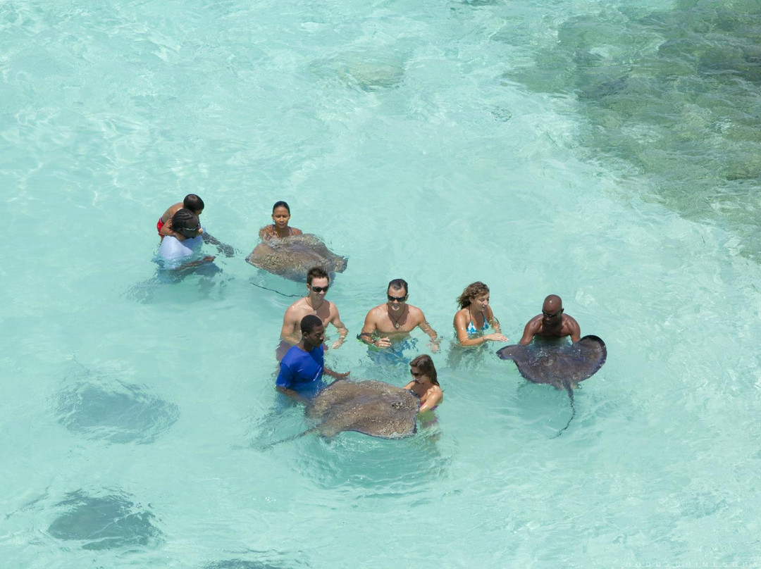 Stingray City-安提瓜必去景点