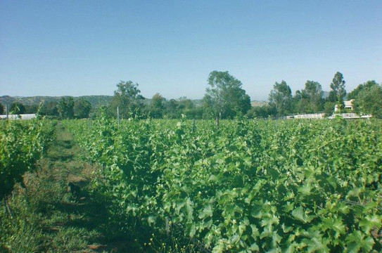 Lenora Winery-拉蒙纳必去景点