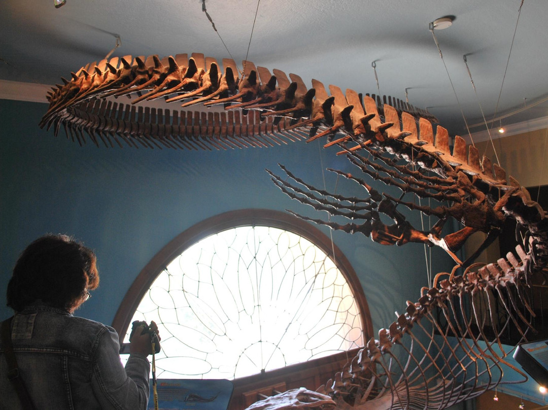 Biodiversity Institute and Natural History Museum-劳伦斯必去景点