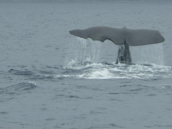Whale Watch Azores-奥尔塔必去景点