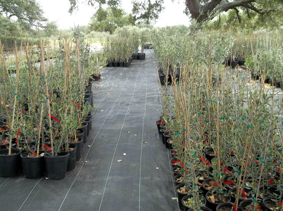 Sandy Oaks Olive Orchard-Elmendorf必去景点