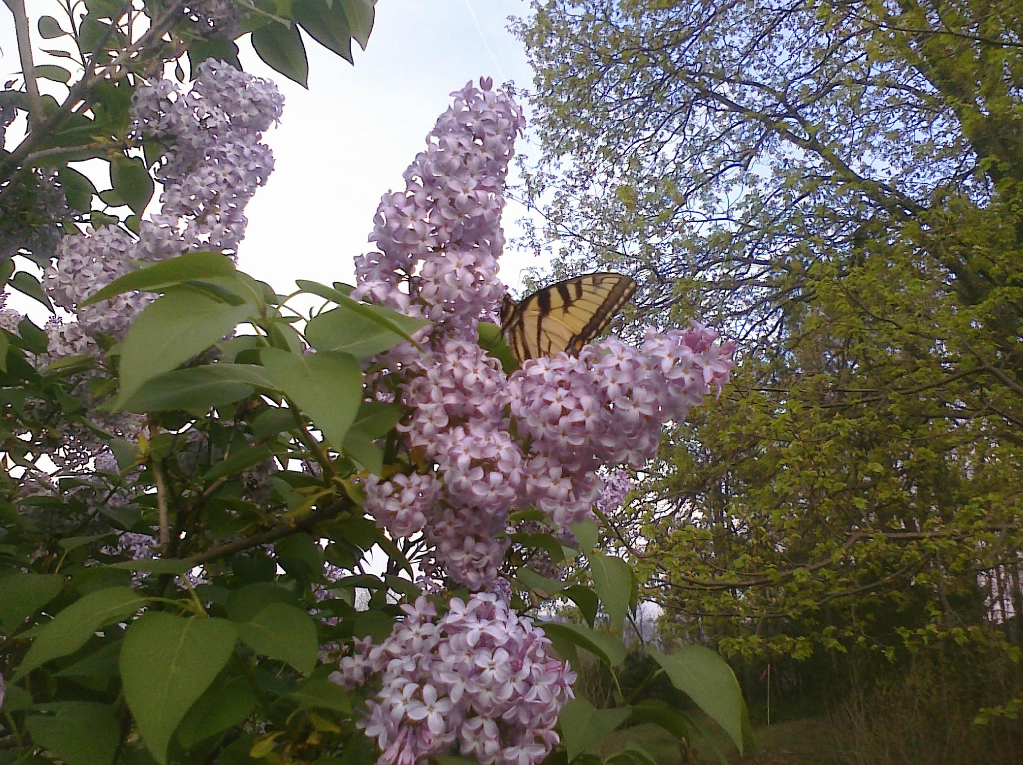 Sky-Vue Lodge Bed and Breakfast-客卧