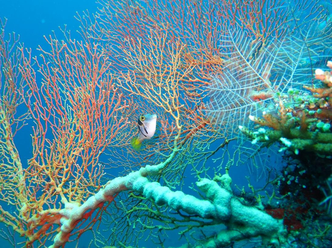水游天堂潜水中心-图兰本必去景点