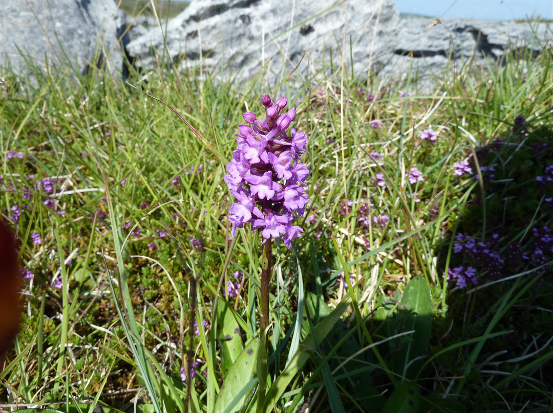 Burren Hills Walk景点图片