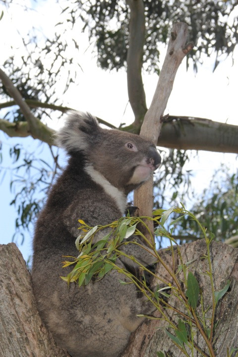 Parndana Wildlife Park景点图片