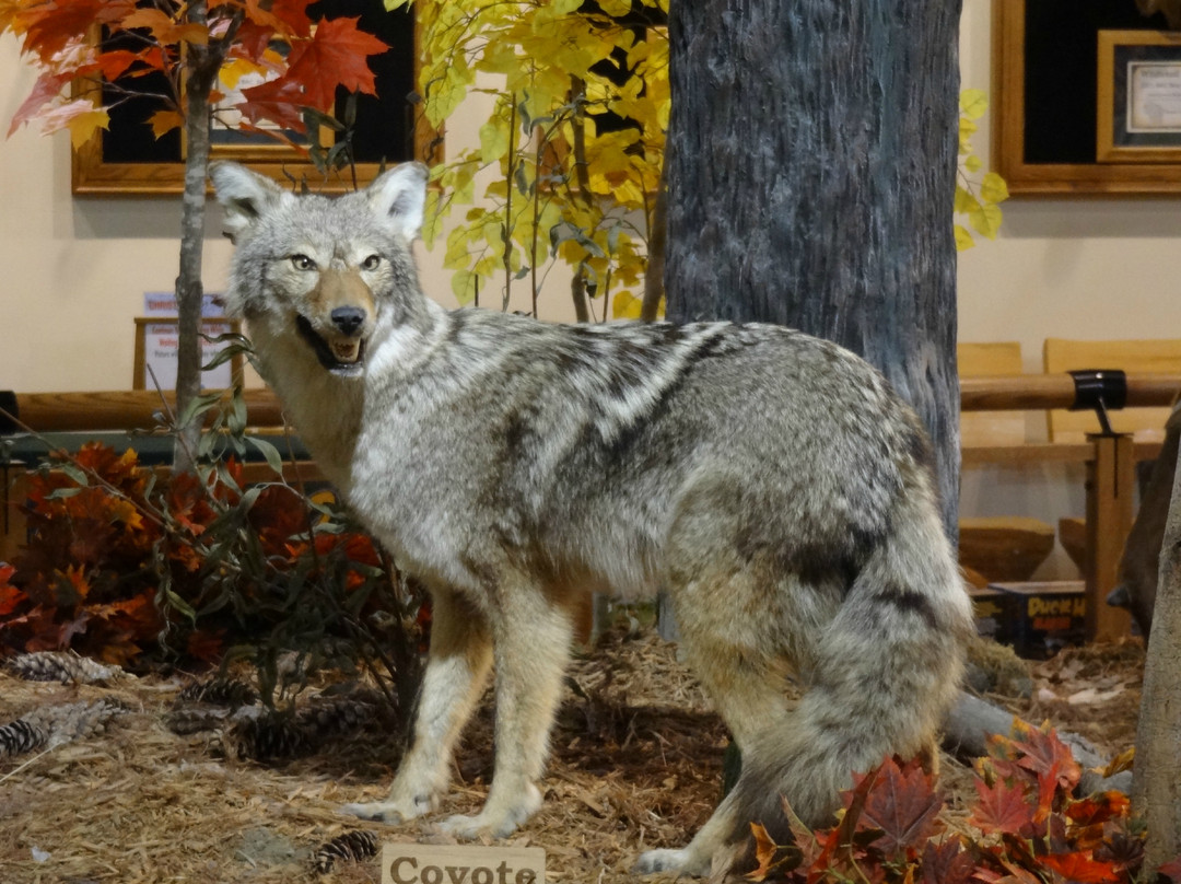 Cabela's-Richfield必去景点