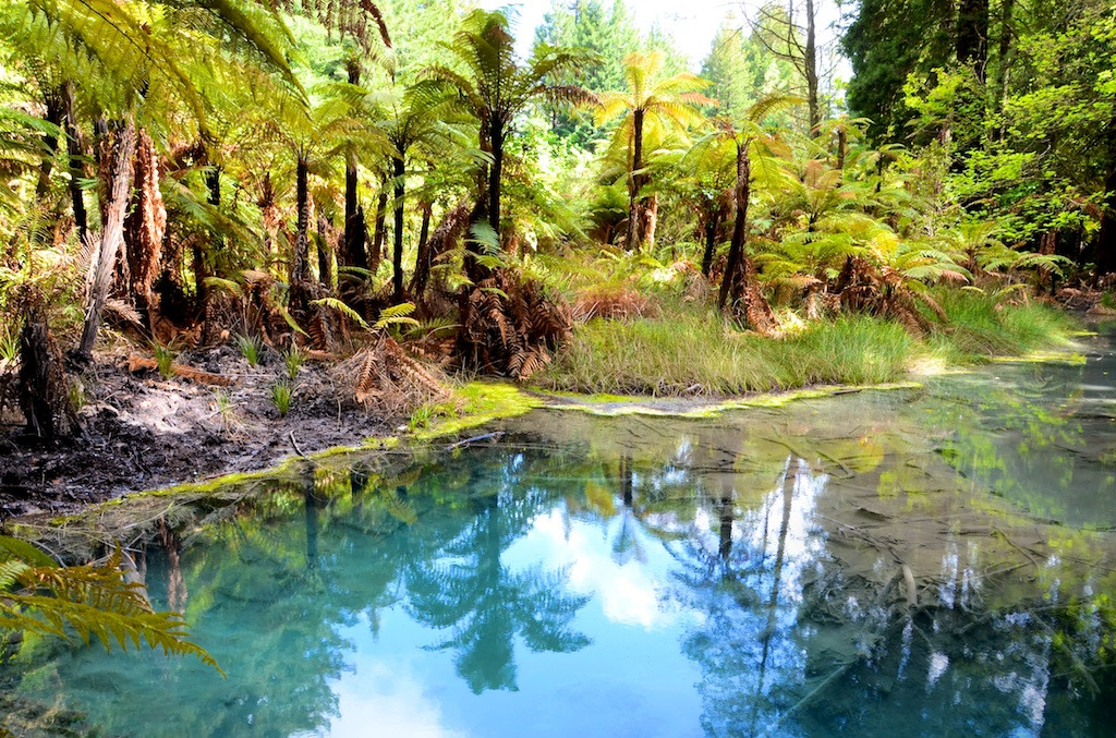 红木森林公园-罗托鲁瓦必去景点