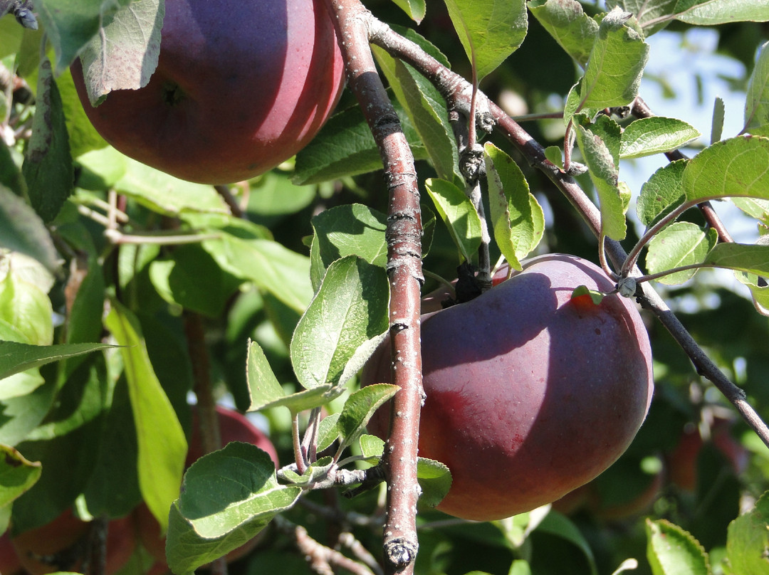 Verger La Magie De La Pomme-Saint-Eustache必去景点