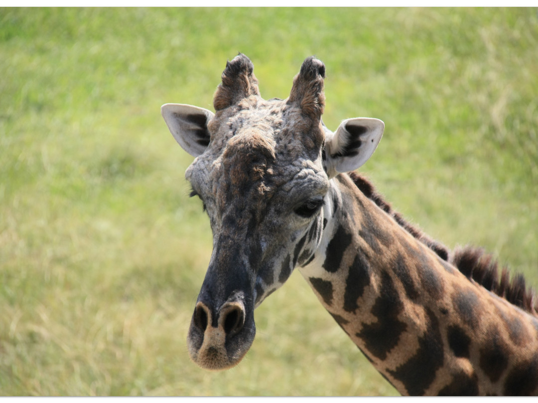 Virginia Zoo-诺福克必去景点