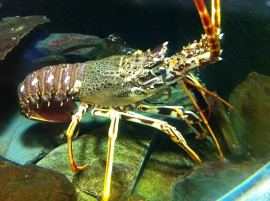 National Lobster Hatchery-帕兹托必去景点