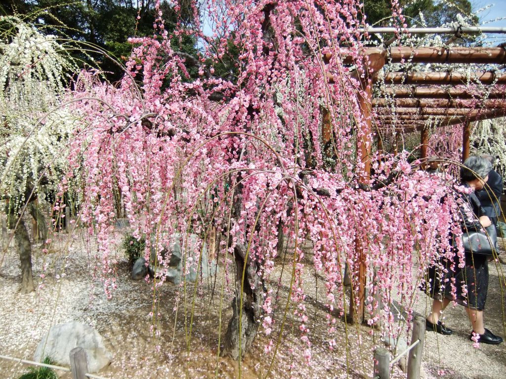 Yuki Shrine景点图片