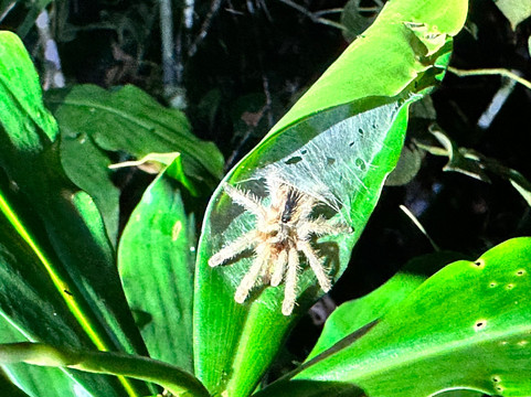 Galapagos Connoisseur-基多必去景点