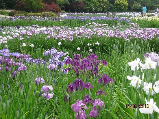 Hamamatsu Flower Park景点图片