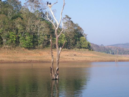 Periyar Lake景点图片