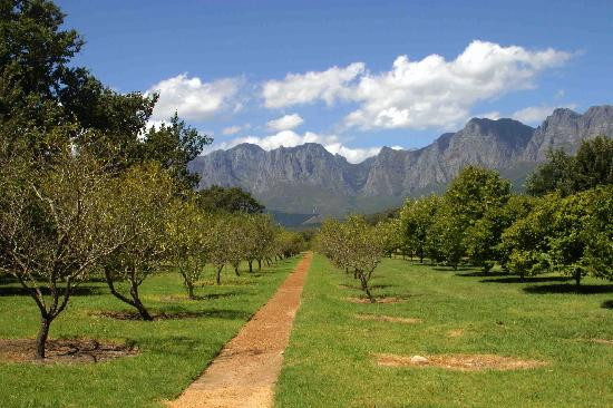 Vergelegen Estate-西索美塞必去景点