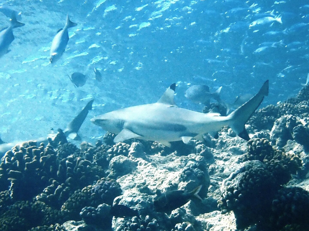 TOPDIVE Rangiroa景点图片